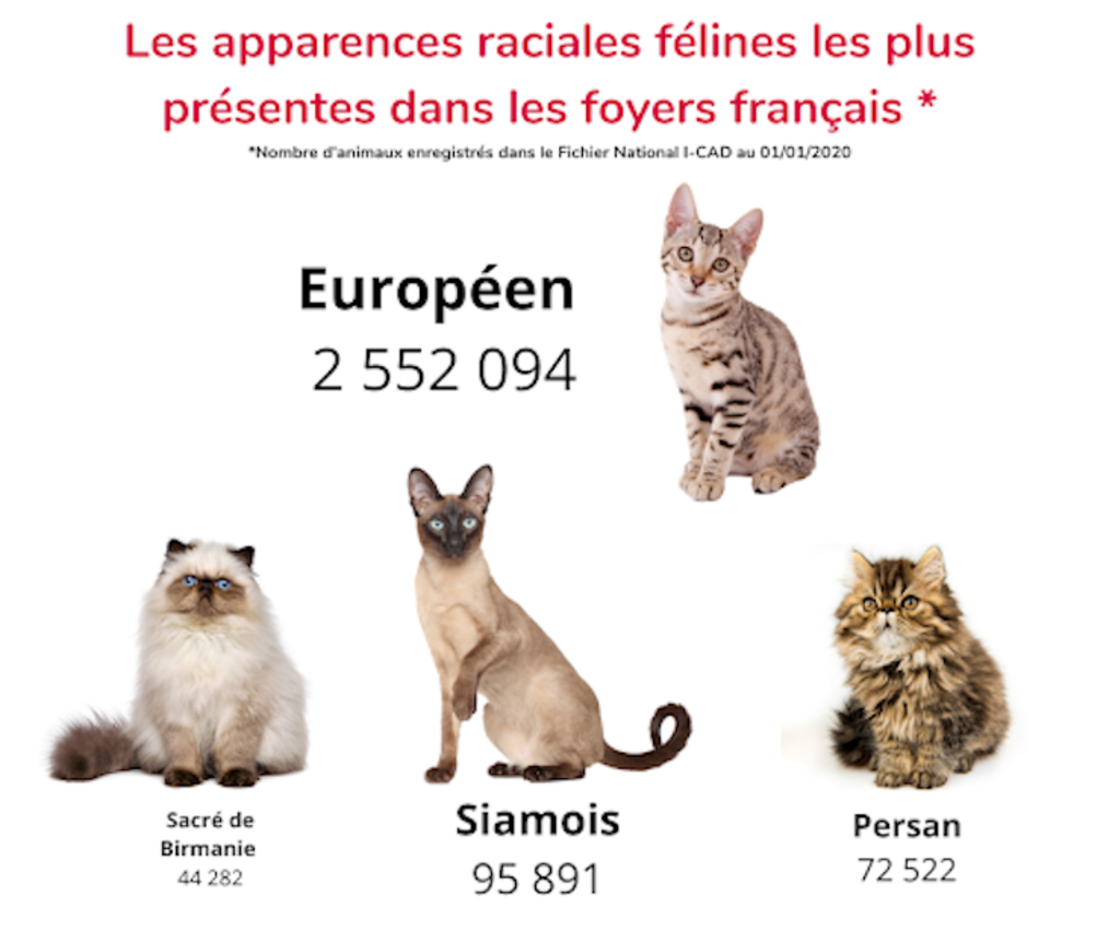 races_de_chats_en_France_I_CAD_2020