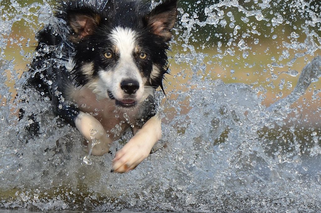 border collie