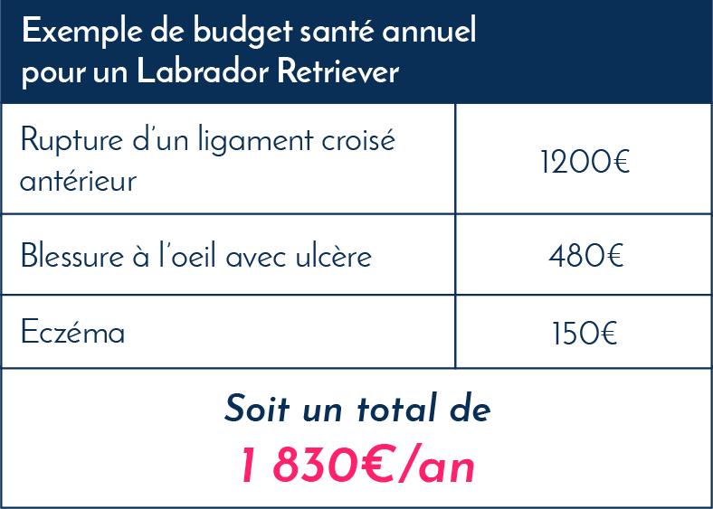 Le Labrador Retriever : caractère, comportement et maladie - Santévet