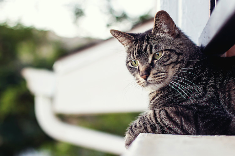 espérance de vie diabète chat