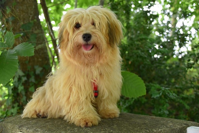 Petit chien bichon