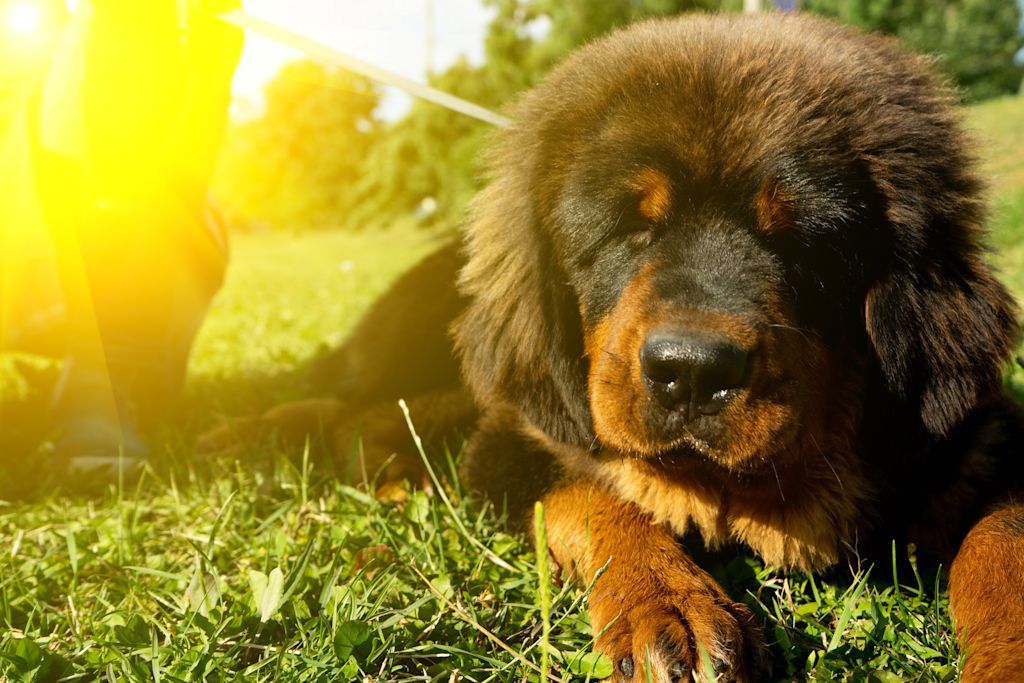 Dogue du tibet