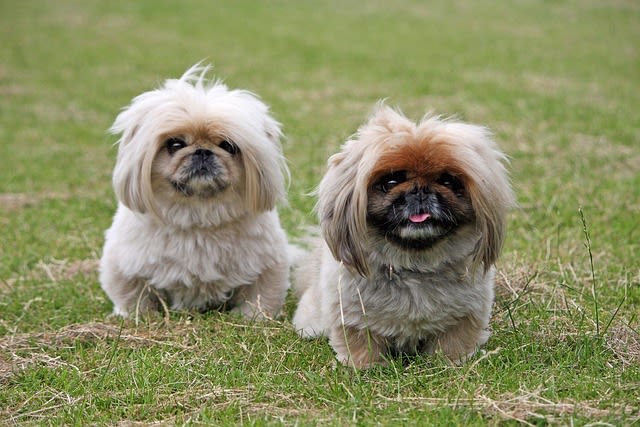 Petits chiens Pékinois