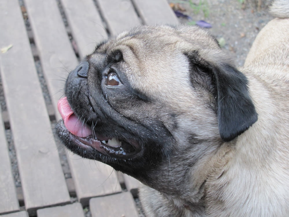 Einige Rassen haben ein erhöhtes Risiko