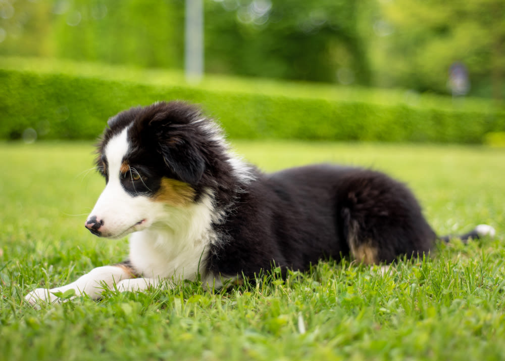 Australian Cattle Dog