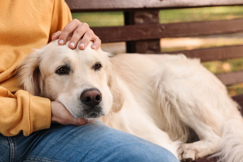 Schattige Golden Retriever