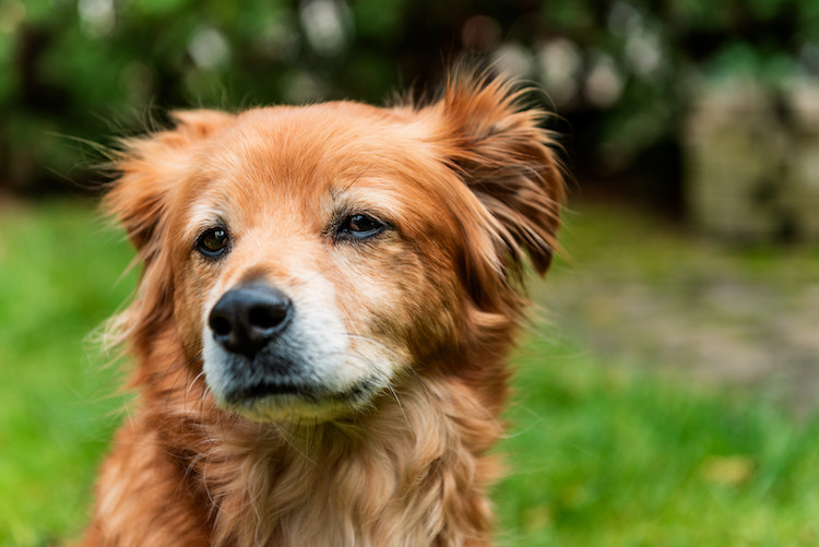 AVC chien assurance santé animale