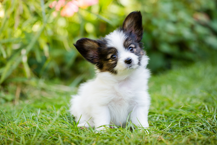 Test ADN pour chien : combien ça coûte ?