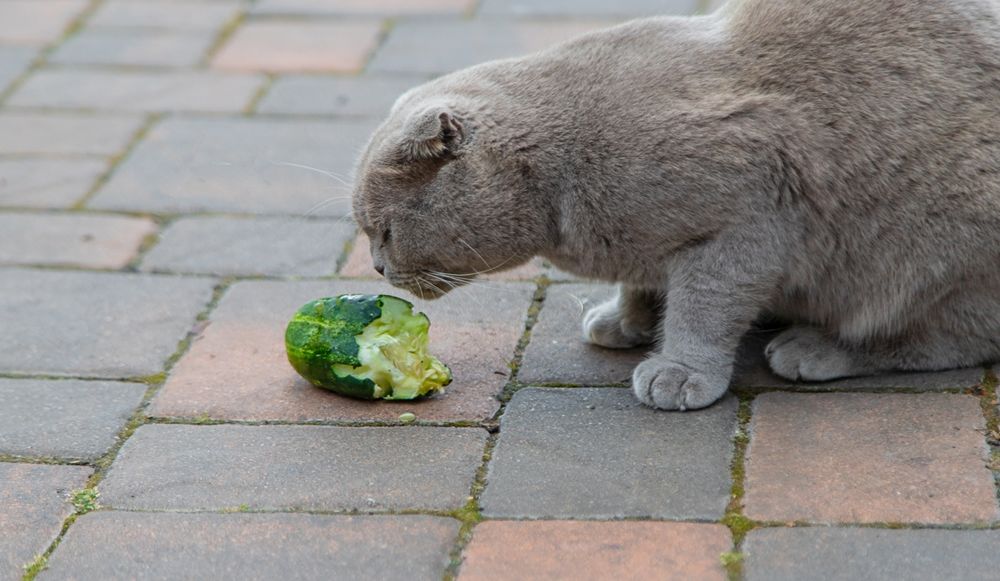 Gatto che mangia il cetriolo