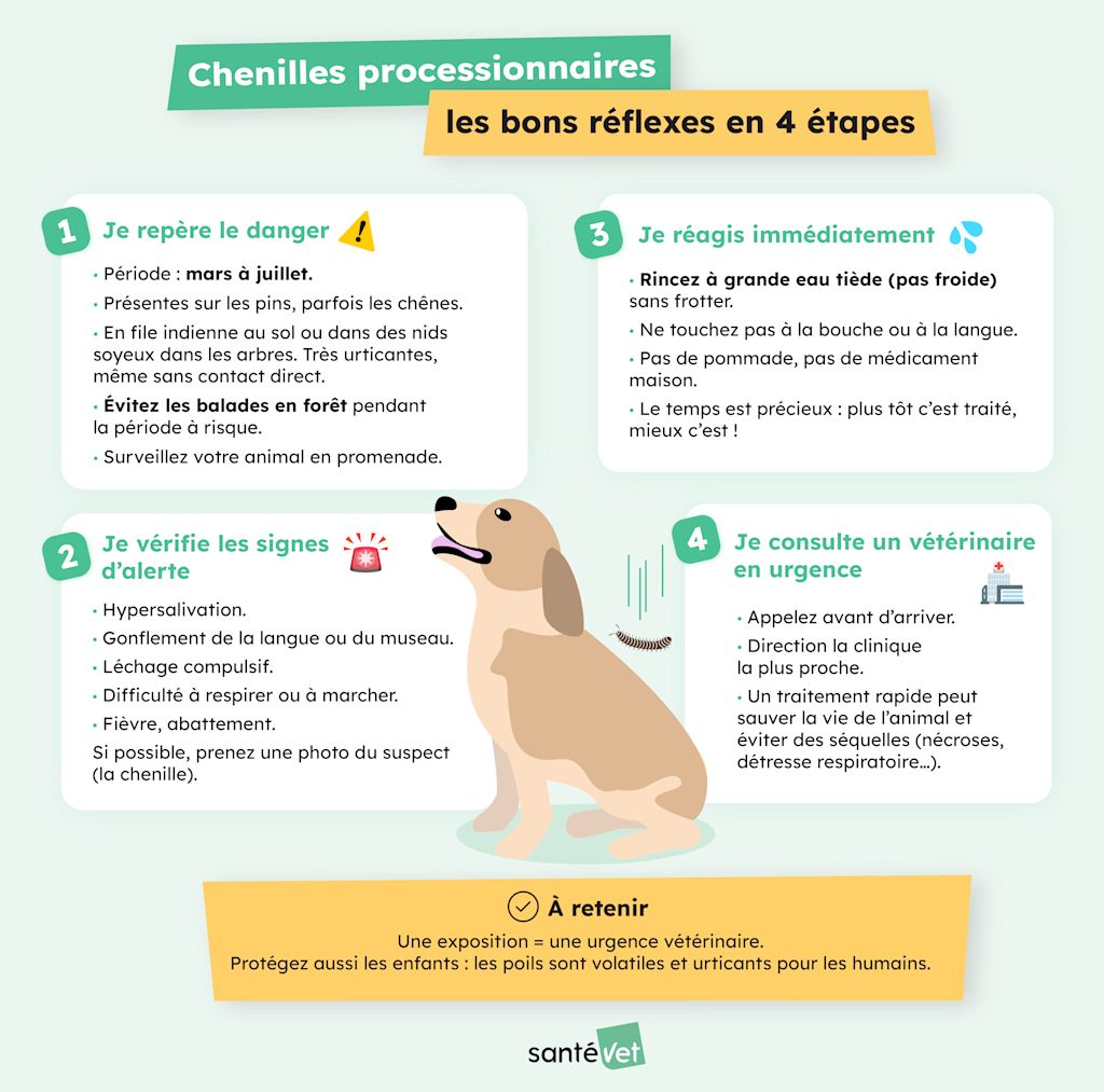 Infographie chenille processionnaire chien