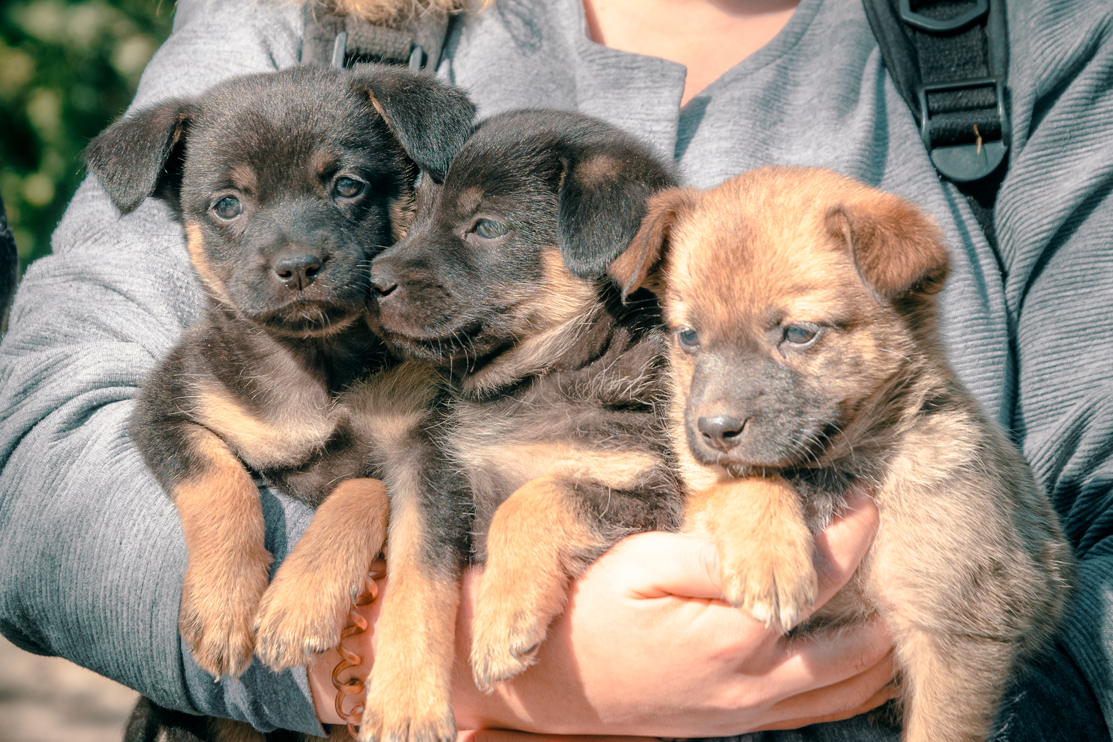 à chaque année de naissance correspond une lettre de l'alphabet pour le nom de votre chien