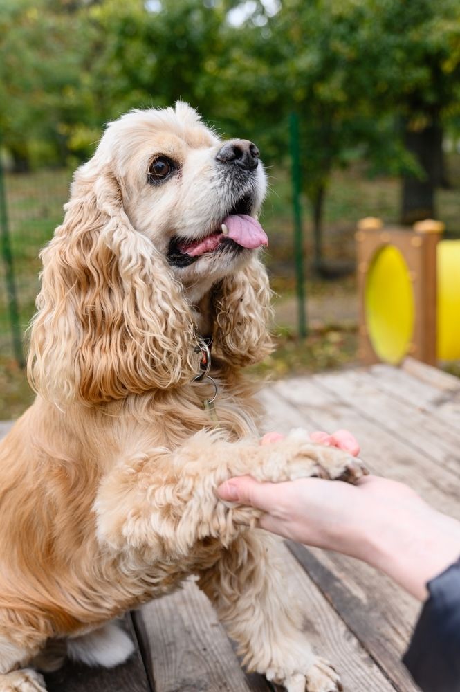 Cocker spaniel americano