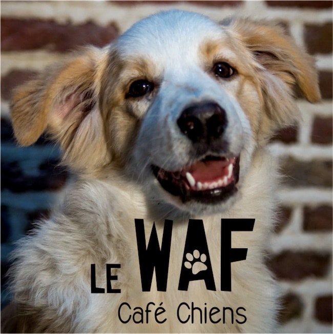 Après les bars à chats, les bars à chiens - Santévet