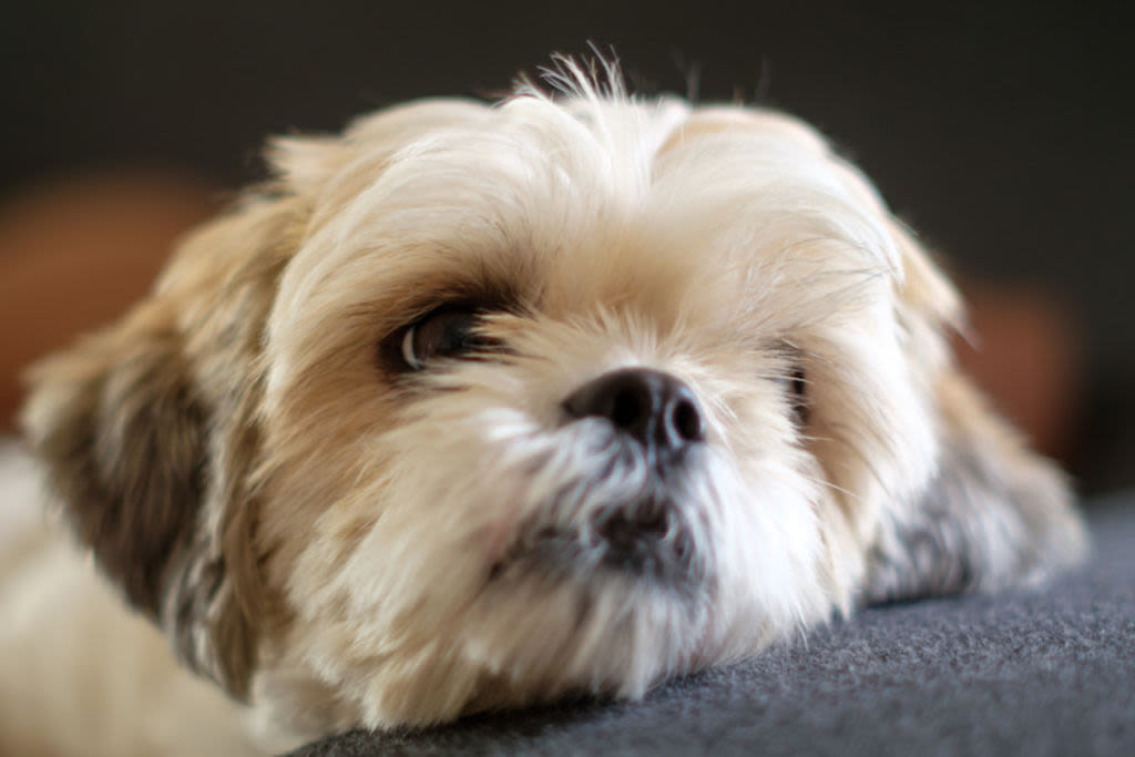 3.shih tzu Insuffisance renale chien