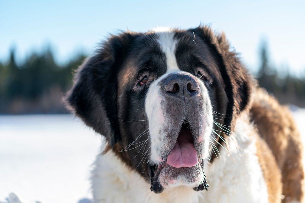 Chien Saint-Bernard