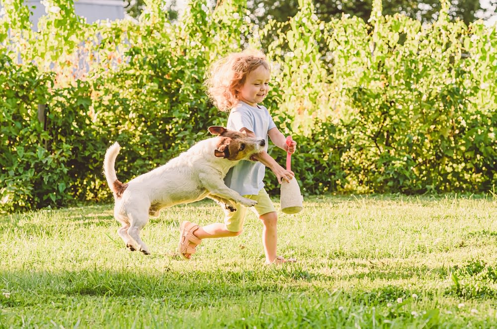 Los niños son más susceptibles de sufrir ataques de perro