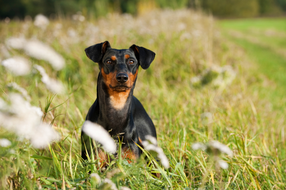 Pinscher