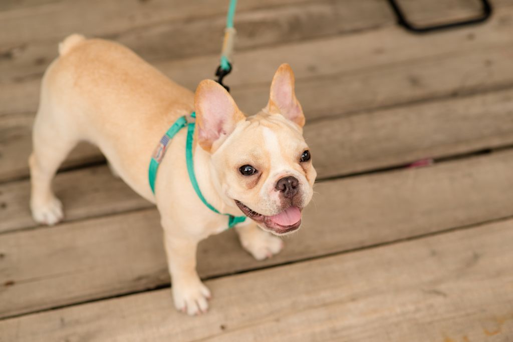 reverse sneezing chez le bouledogue