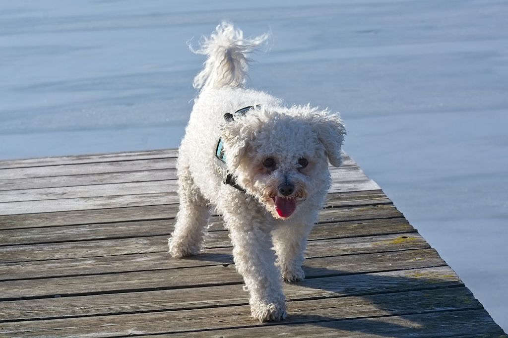 bichon frisé