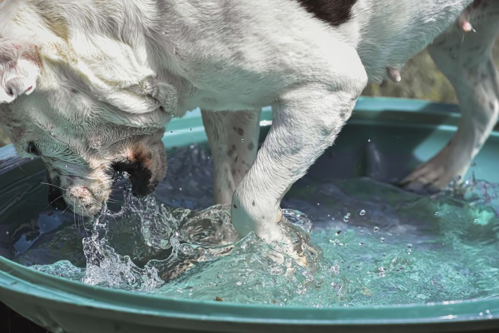 chien qui joue avec l-eau