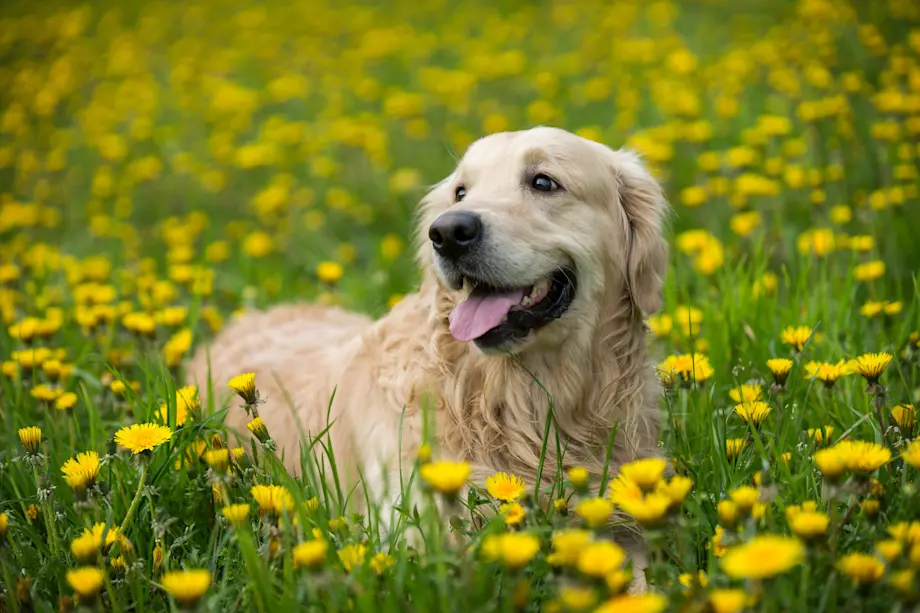 Allergies printanières chez le chien et le chat : une sensibilité qui peut en cacher d’autres - Maladies et prévention - Chien