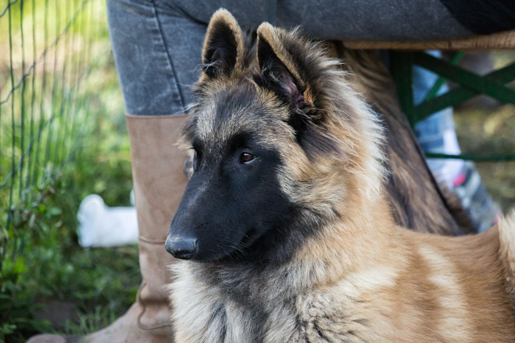 Jeune Berger Belge Tervueren