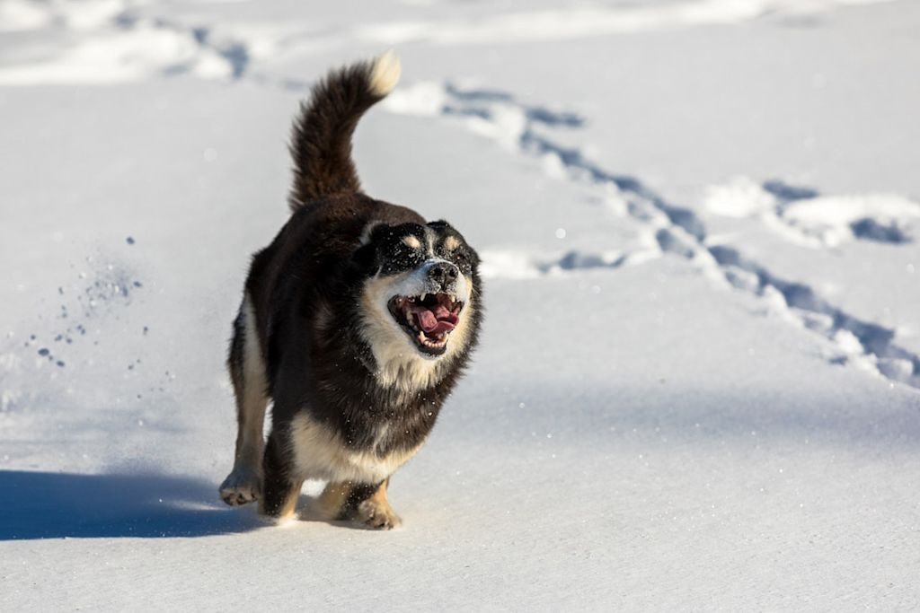 Chien dans la neige