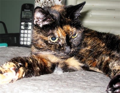 Tiffany Two le plus vieux chat du monde