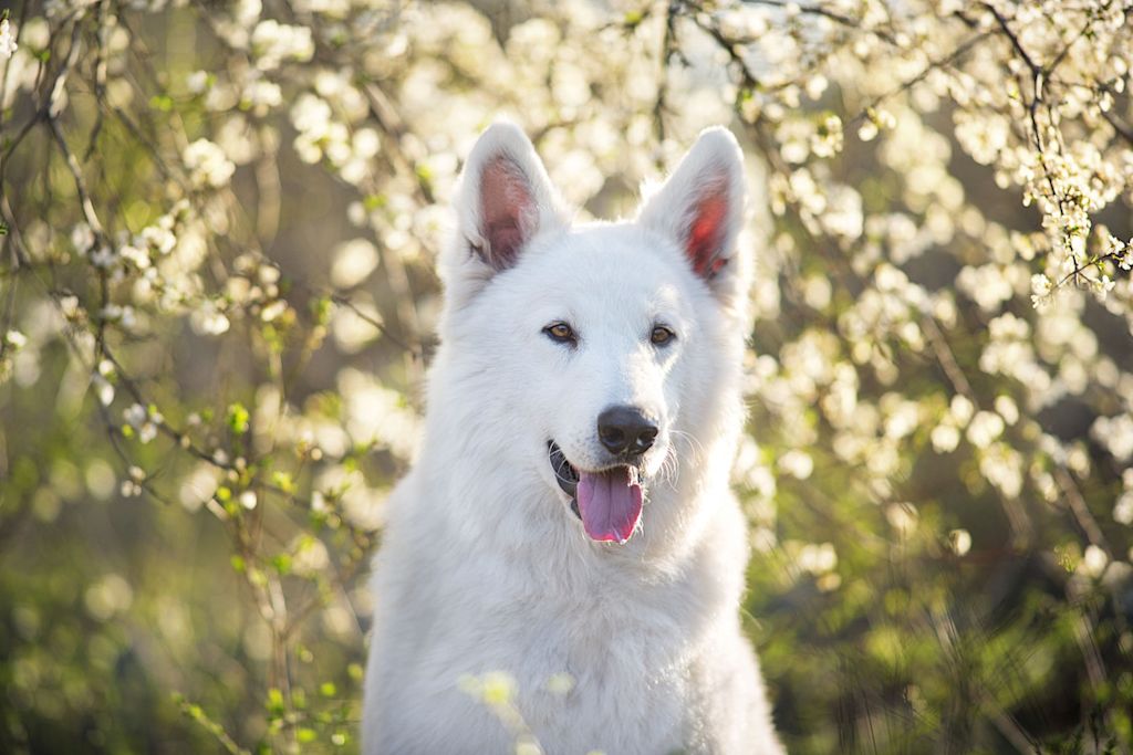 berger blanc suisse