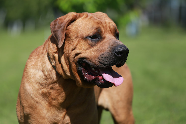 un tosa inu non LOF est un chien dit dangereux selon la loi