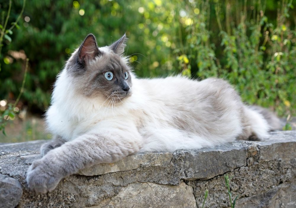 Siberische kat ligt in het bos