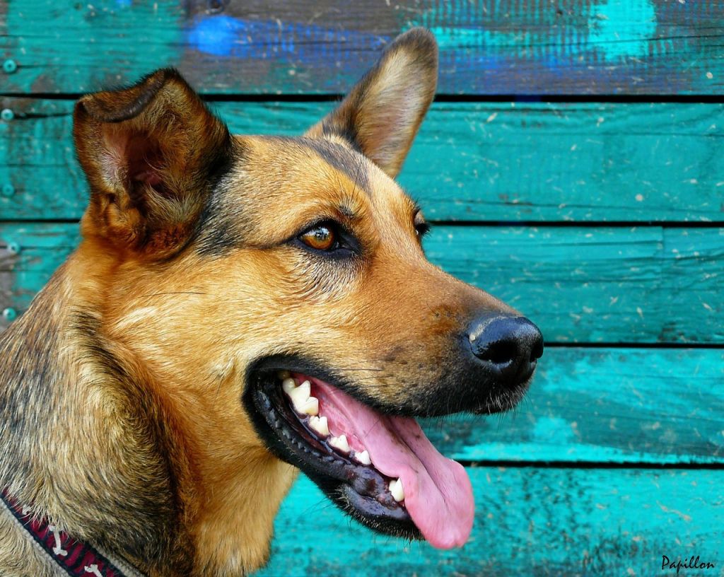 Oedème de Quincke chez le chien : symptômes, traitement - Santévet