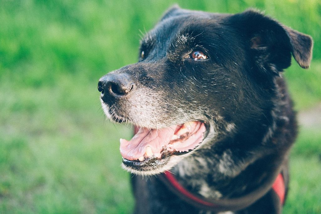 labrador noir et blanc herbe