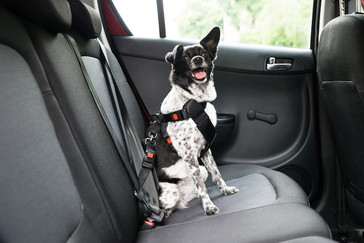 Êtes-vous plus prudent en voiture avec votre chien ? - Santévet