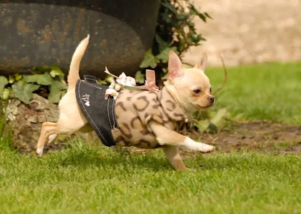 Manteau pour chien online chihuahua