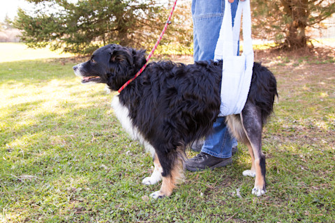 cuanto cuesta la operacion de rodilla de un perro