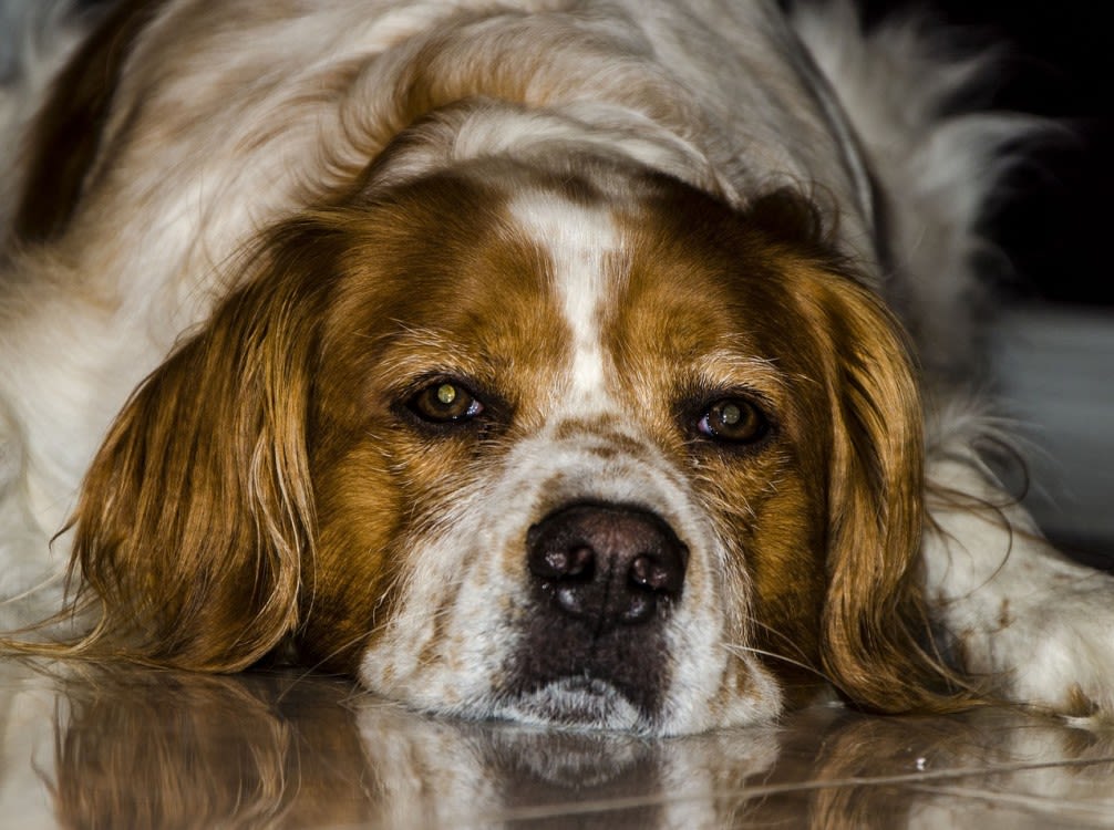 Chien qui se rafraîchit