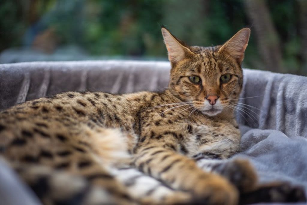 Savannah kat ligt in mand