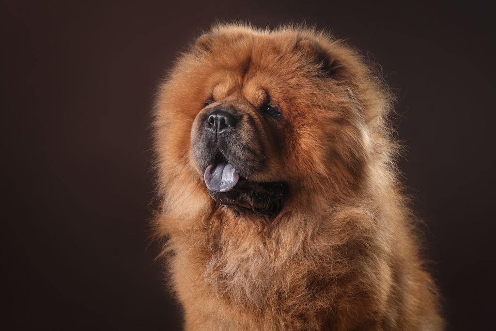 chow chow langue bleue