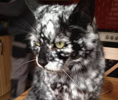 Vitiligo chez le chat un cas assez rare Actualit Chat Sant vet