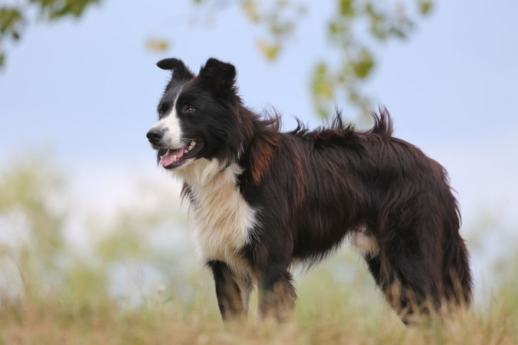 chien border collie noir et blanc