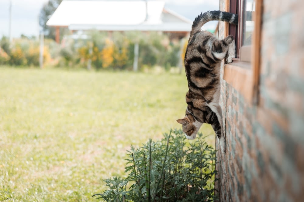 Freigänger oder Wohnungskatze?