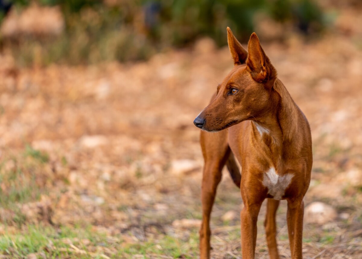 cuantos kilos pesa un jack russell terrier