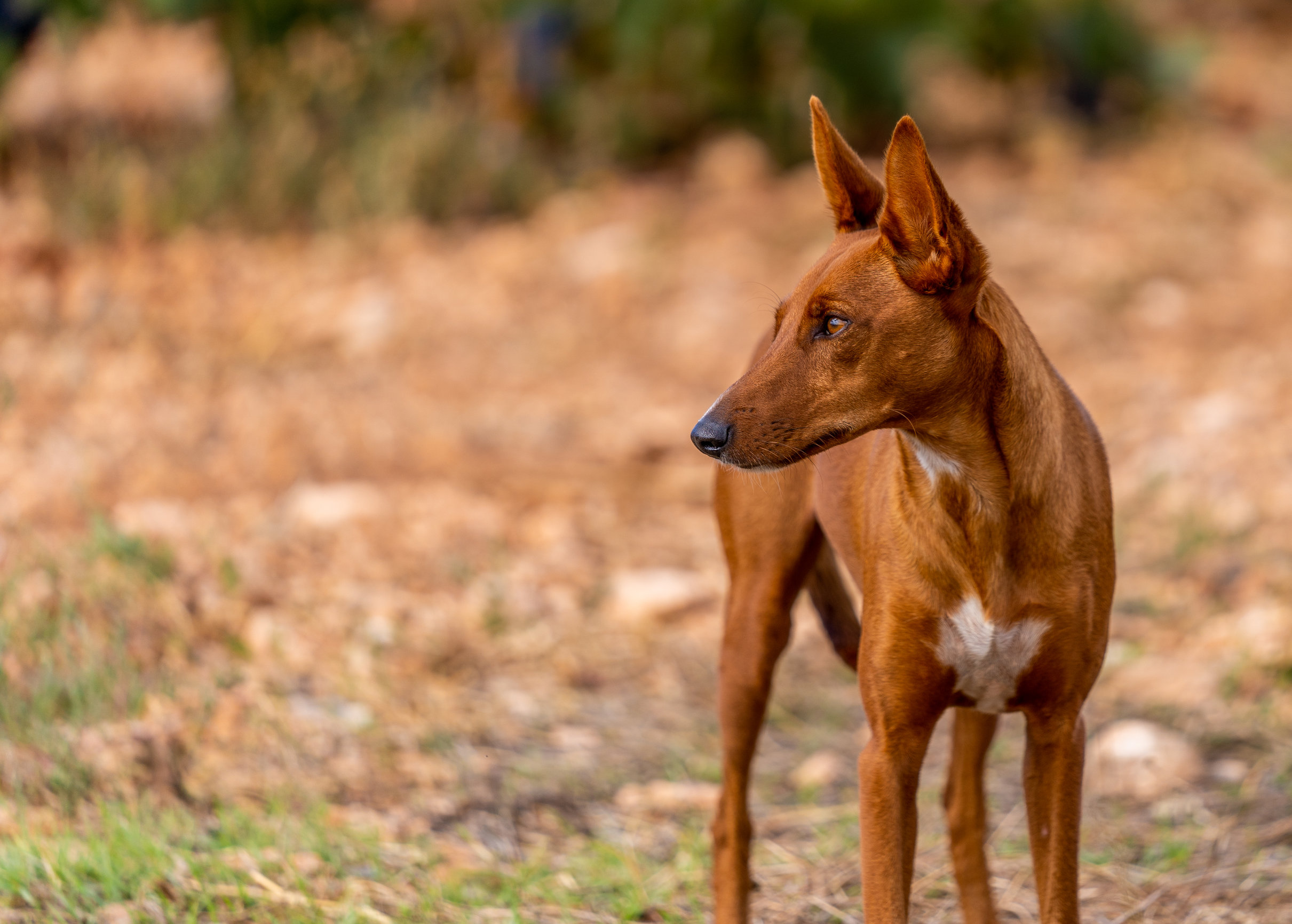 chien-de-garde-canari