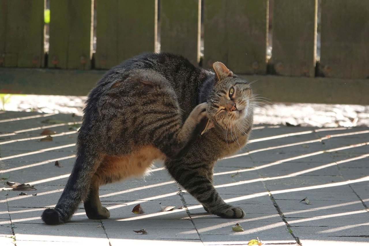 chat qui se gratte la tête