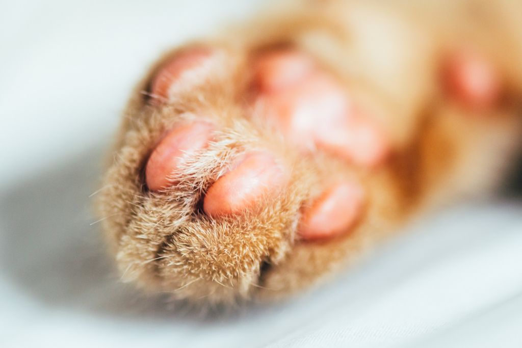 maladie griffes chat