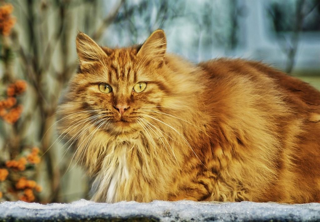 Gros chat roux