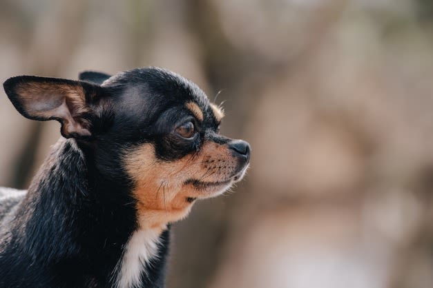 Tête de profil chien