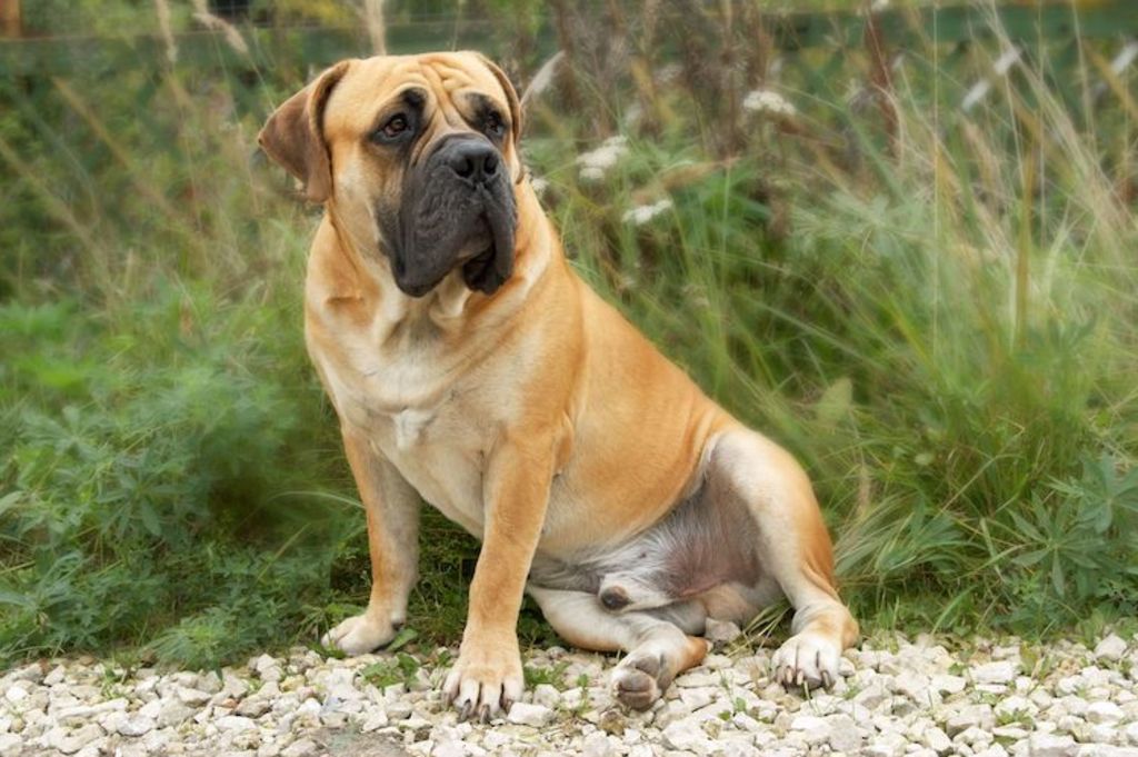 boerbull_boerboel_chien_dangereux_interdit