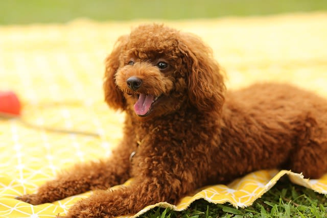 Chiot en été